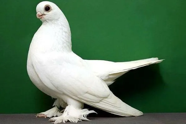 Характеристики голубей Турманов. Какая порода голубей кувыркается. 8
