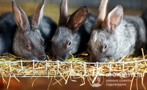 Чем кормить кроликов в домашних условиях. Что едят кролики в домашних условиях список. 13