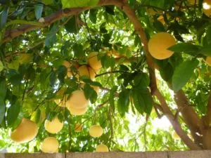 Как вырастить грейпфрутовое дерево в домашних условиях. Как растет грейпфрут фото. 7