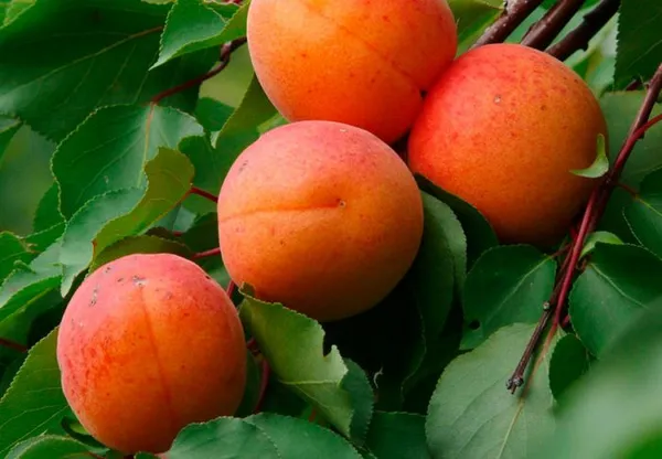 Выращивание абрикоса – правила, тонкости посадки и полезные рекомендации по уходу. Как ухаживать за абрикосом. 6