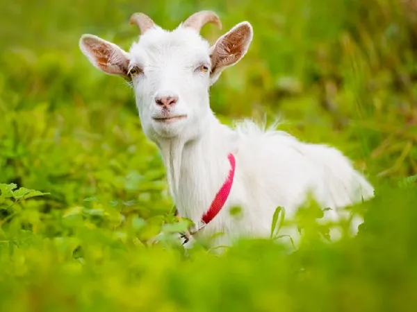Дойные козы: 7 молочных пород без запаха, которые дают больше молока. Какую козу лучше купить для молока. 11
