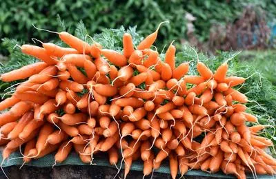 Секреты идеальной моркови: как получить большой урожай крупных, ровных корнеплодов. Как вырастить большую морковь. 13