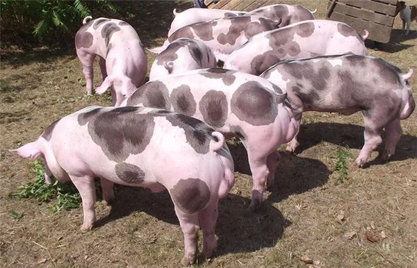 Свиньи породы Пьетрен: характеристика, описание, отзывы животноводов. Поросята петрен до скольки кг вырастают. 4