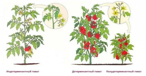 Сорта низкорослых томатов для выращивания в открытом грунте. Как называются низкорослые томаты. 7