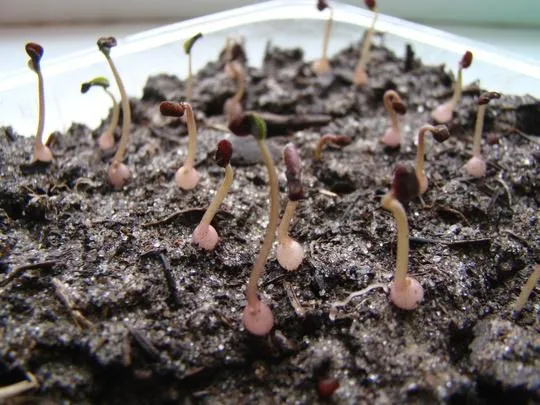 Как выращивать цикламен из семян. Как вырастить цикламен из семян. 8