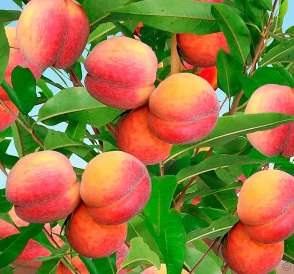 Описание и выращивание персика. На чем растут персики. 16