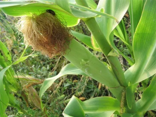 Как растет кукуруза: фото и этапы выращивания, советы опытных фермеров. Как растет кукуруза с початками. 10
