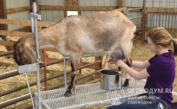 Как и сколько раз в день доить козу. Как правильно доить козу. 2