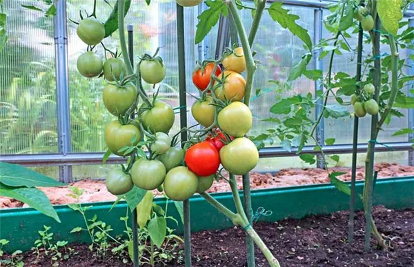 Как правильно удобрять и поливать помидоры в теплице и в открытом грунте: 4 подкормки за сезон. Как правильно подкармливать помидоры. 9
