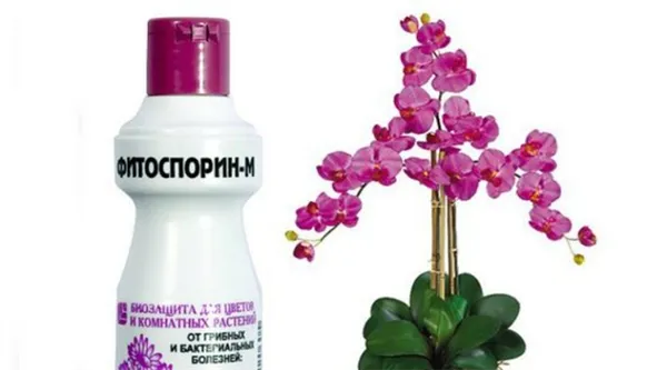 Чем поможет фитоспорин орхидеям и как его правильно применять. Фитоспорин для орхидей как применять. 6