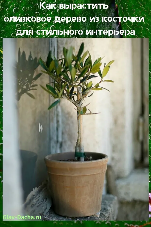Как выращивать оливковое дерево в саду. Как вырастить оливковое дерево. 36