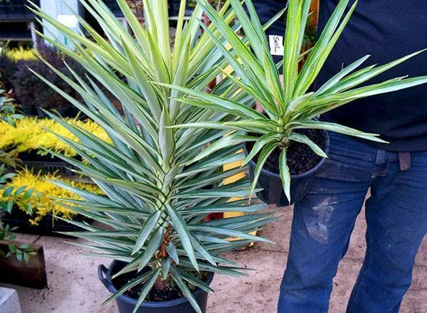 Комнатная юкка — менее капризная альтернатива пальмам. Растение юкка как ухаживать в домашних условиях. 5