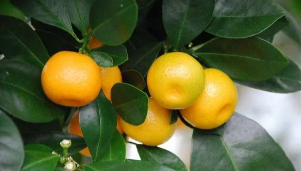Цитрус каламондин, что это за фрукт, выращивание и уход в домашних условиях. Каламондин что это за фрукт. 27