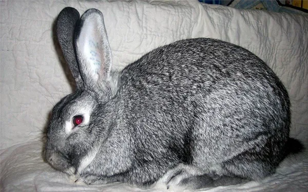 Список лучших пород кроликов. Какая порода кроликов самая устойчивая к болезням. 13