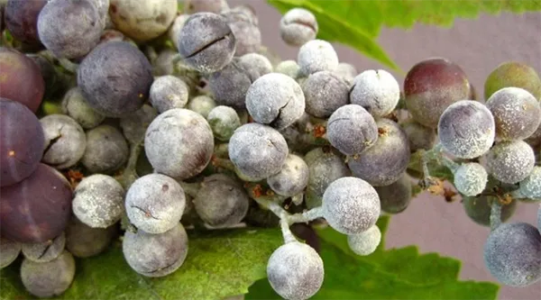 Оидиум на винограде: описание болезни и меры борьбы. Оидиум винограда фото и чем лечить. 11