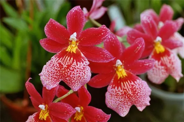 Комнатная камбрия — пёстрая орхидея-звездочка. Орхидея камбрия как ухаживать в домашних условиях. 7