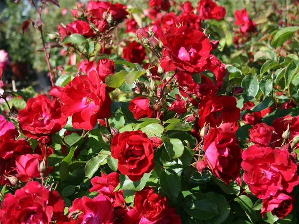 Парковые розы: сорта и правила ухода. Роза парковая что это такое. 10