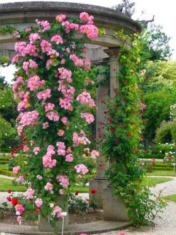 Плетистые, штамбовые или рамблеры: все о видах роз с описанием и фото. Клаймберы розы что это такое. 8
