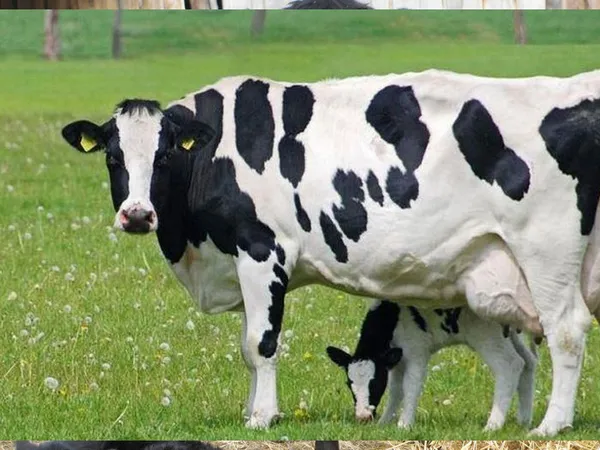 Особенности и правила кормления коров в сухостойный период. Что такое сухостойный период. 10