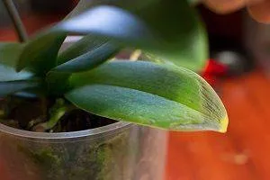 Почему желтеют листья у орхидеи. Хлороз у орхидеи как лечить. 11