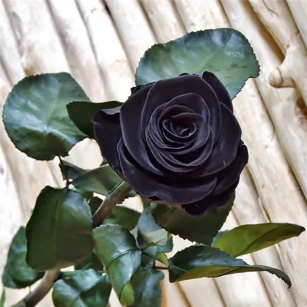 Черные розы. Как выглядит черная роза. 12