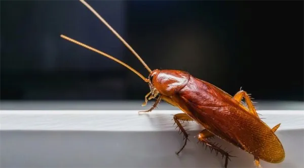 Рыжие тараканы прусаки в квартире: как избавиться от них. Рыжие тараканы в квартире как избавиться. 5