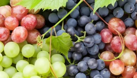 Как хранить виноград. Как хранить виноград в домашних условиях. 15