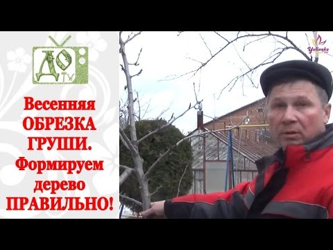 Обрезка груши весной 10