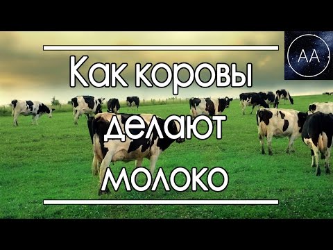 Лактационный период у коров 3