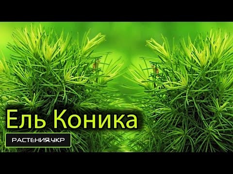 Карликовые ели: описание, сорта и выращивание 17