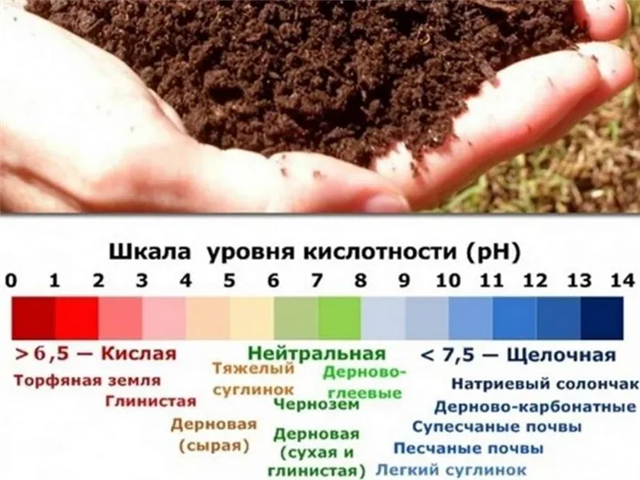 Земля будет рыхлая и плодородная: как раскислить почву и какие удобрения обязательно нужны весной 24