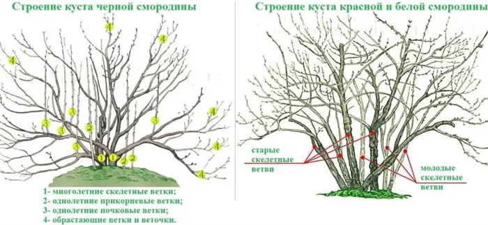 5 ошибок при выращивании смородины, которые лишают вас урожая 21