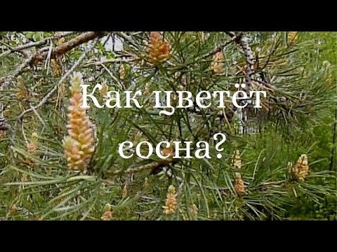 Особенности цветения сосны 20