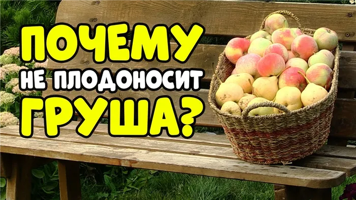 Почему груша не плодоносит: 6 причин отсутствия цветения и плодов 17