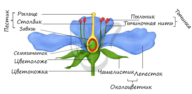 Биология (6 класс)/Цветок и плод 18