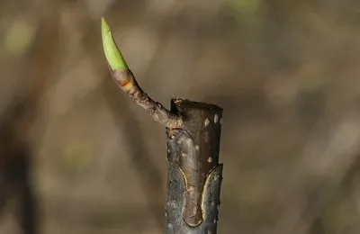 окулировка черешни