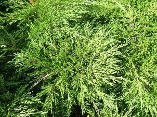 Juniperus sabina