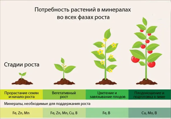 Потребность растений в микроэлементах в различных фазах роста. Фото с сайта sb.by