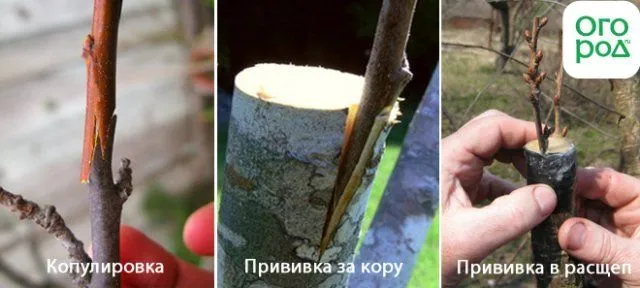Способы прививки