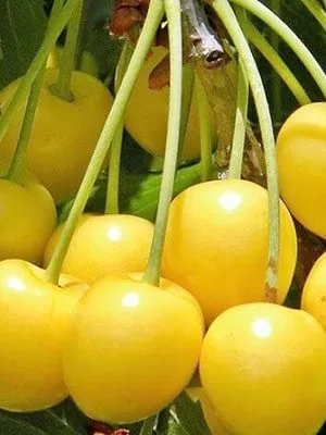 Желтая черешня