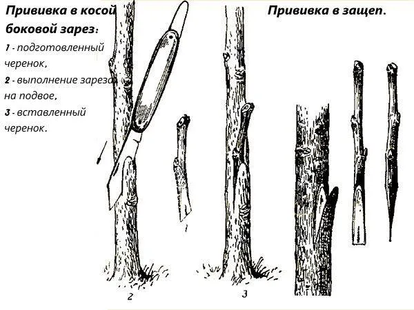 Прививка в боковой зарез