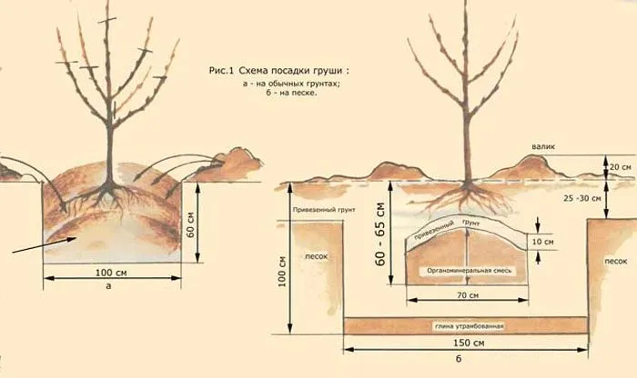 Груша обыкновенная (Pyrus communis). Цветущий побег