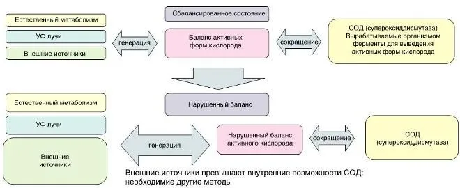 Активный кислород и его опасность для организма человека