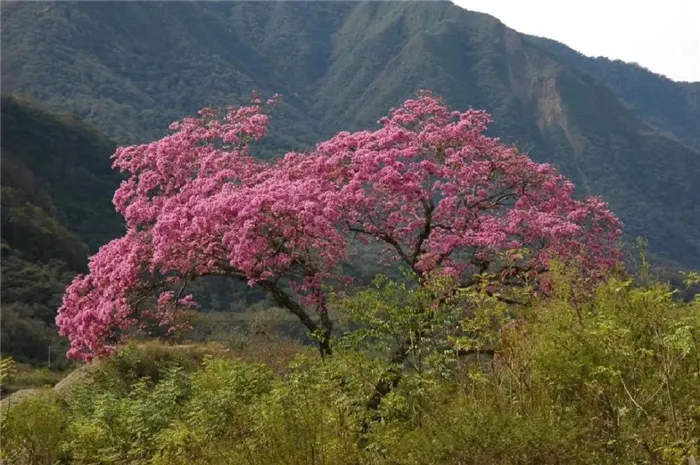 Pau D’arco (Tabebuia avellanedae)