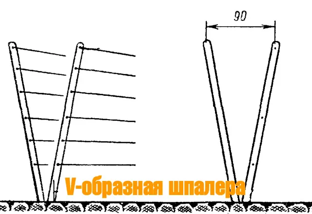 V-образная шпалера для ежевики