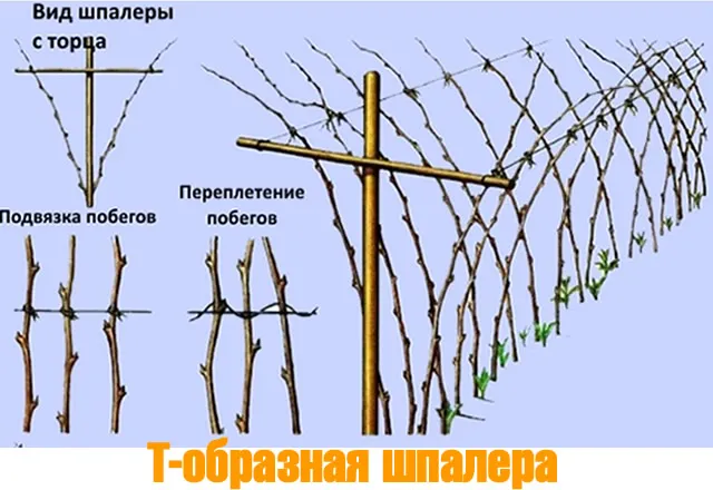 T-образная шпалера для ежевики