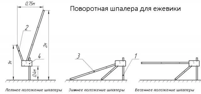 Секреты выращивания ежевики на шпалере. Конструкции и отзывы 8