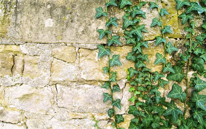 Плющ открытого грунта (Hedera)