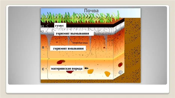 Цепи питания - Почва 2