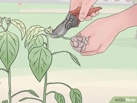 Step 5 Удалите с растений увядшие цветочные головки.